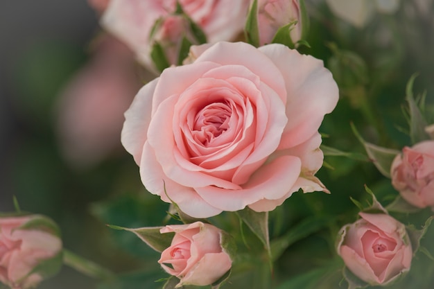 Beautiful pink roses flower in the garden