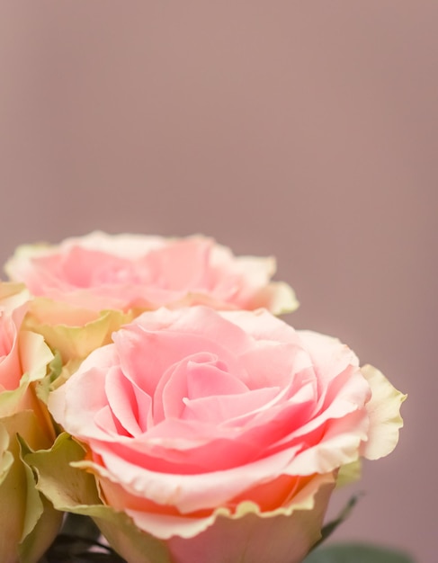 Beautiful pink roses perfect for background greeting card and invitations