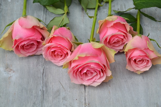 Beautiful pink roses on a wooden surface