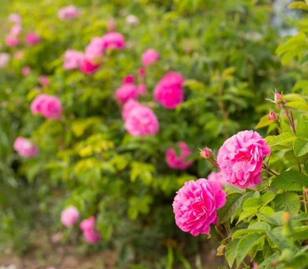 Красивые розовые розы.