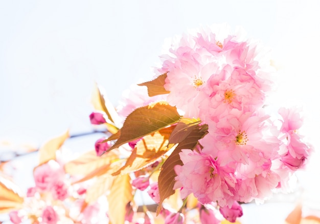 Beautiful pink Sakura.