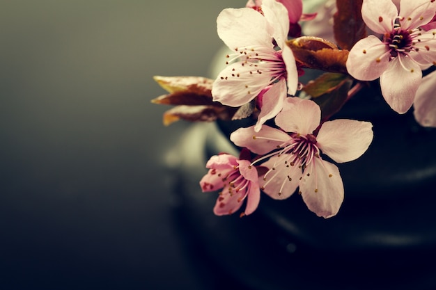 Beautiful pink Spa Flowers on Spa Hot Stones on Water Wet Background. Side Composition. Copy Space. Spa Concept. Dark Background.