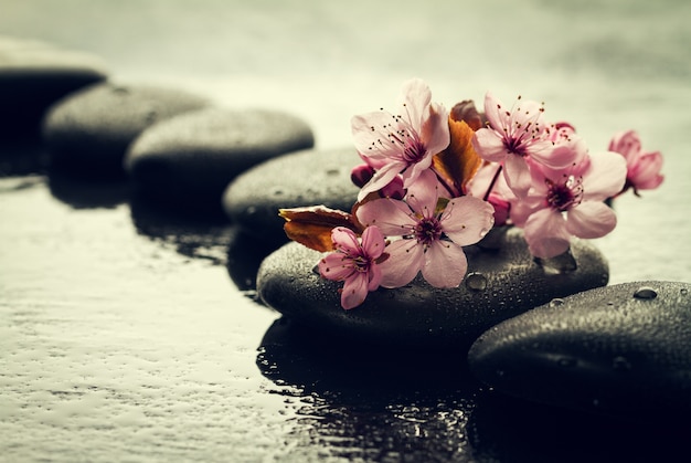 Beautiful pink Spa Flowers on Spa Hot Stones on Water Wet Background. Side Composition. Copy Space. Spa Concept. Dark Background.