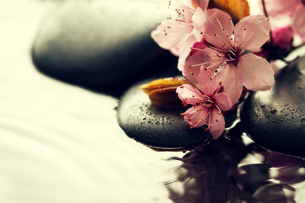 Beautiful pink Spa Flowers on Spa Hot Stones on Water Wet Background. Side Composition. Copy Space. Spa Concept. Dark Background.