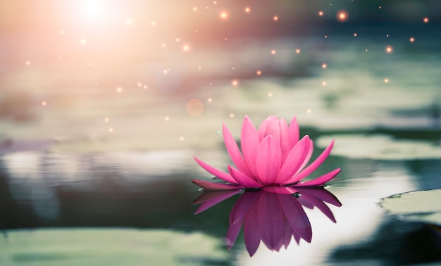 池​に​日光​が​差し込む​美しい​ピンク​の​睡蓮​や​蓮​。