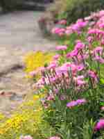 Foto gratuita bel fiori rosa e gialli