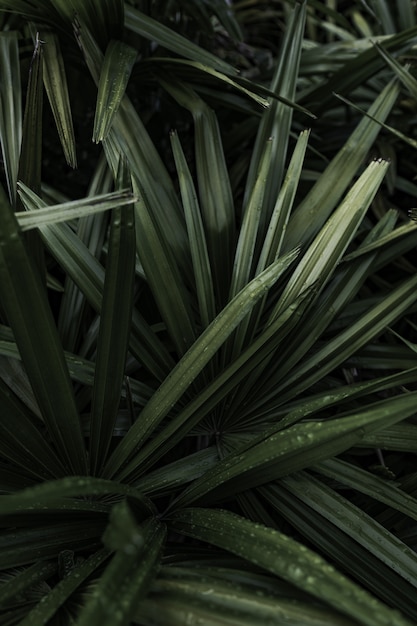 A beautiful plant closeup