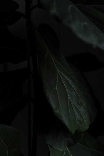 免费的照片美丽的植物的特写镜头