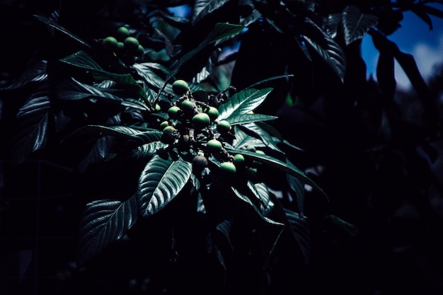 A beautiful plant in a dark