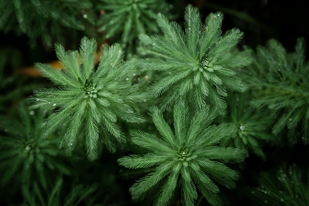 Beautiful plants top view