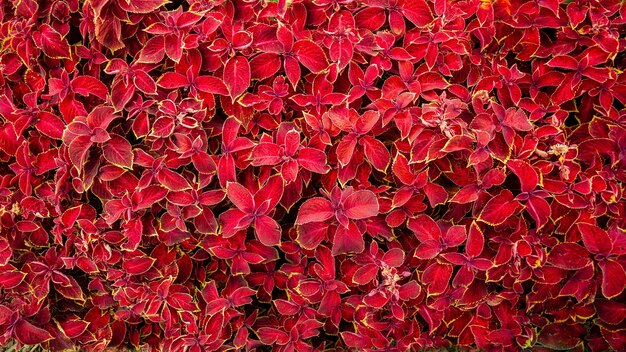 Красивые растения с ярко-красными листьями