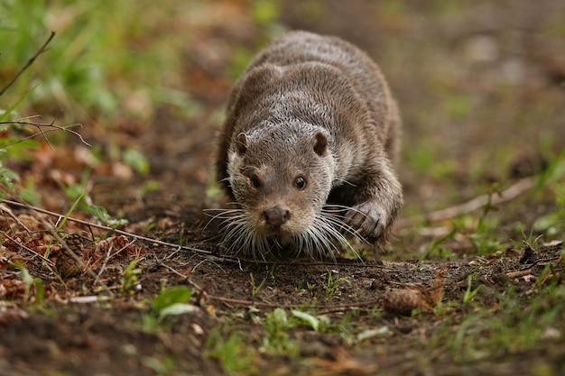 beautiful and playful river otter in the nature habitat in Czech Republic lutra lutra
