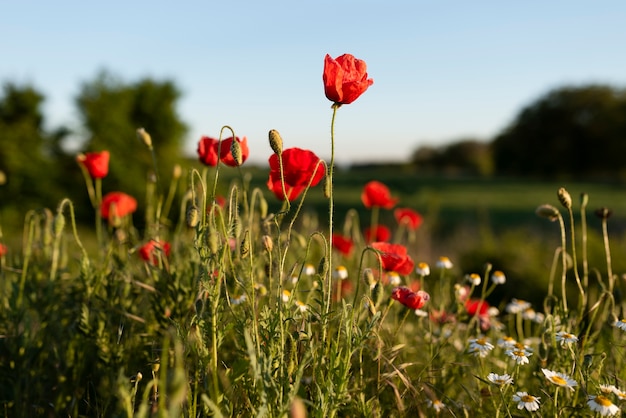 Beautiful poppies in countryside field