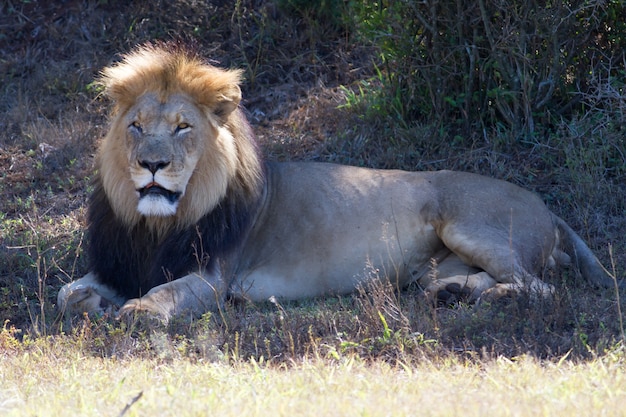 Красивый портрет африканского льва, лежащего в сухом поле
