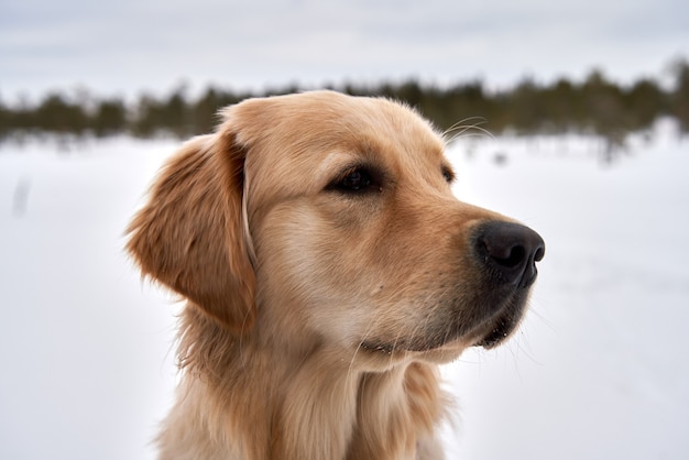 Free photo beautiful portrait of a golden retriever in the park