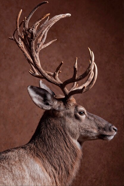beautiful portrait of magnificent deer