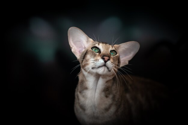 無料の写真 彼の猫でポーズかわいい男の子の肖像画