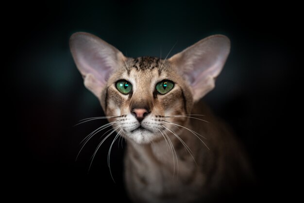 無料の写真 彼の猫でポーズかわいい男の子の肖像画