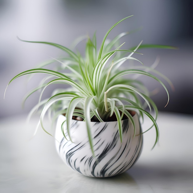 Free photo beautiful potted plant in a pot on a white table