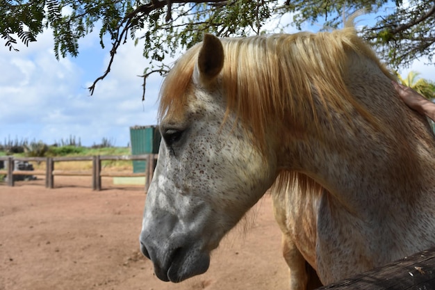 Foto gratuita bellissimo profilo di un grande cavallo da tiro grigio.