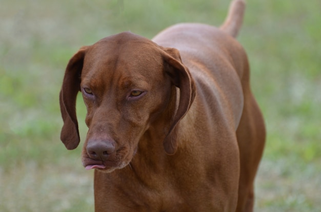 Beautiful profile of a purebred vizsla dog in a yard.