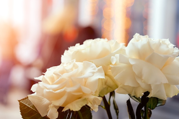 美しくぼやけた背景に美しい純粋な無垢の白い大きなバラ。高品質の写真