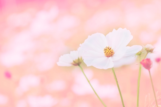 아름다운 보라색 코스모스 꽃 정원