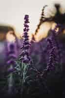 Free photo beautiful purple digitalis during daytime