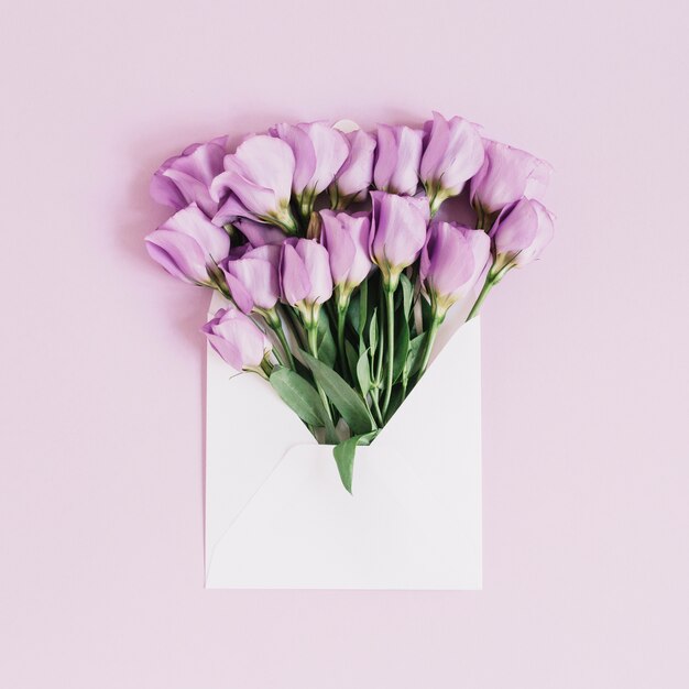 Красивые фиолетовые цветы eustoma в конверте на розовом фоне