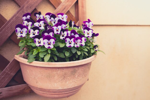 아름 다운 보라색 꽃 (필터링 된 이미지 처리 빈티지 effec