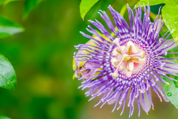 Beautiful purple flower .