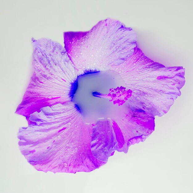 Красивый фиолетовый цветок