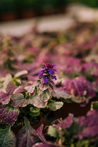 Красивое фиолетовое цветущее растение с розовыми и зелеными листьями
