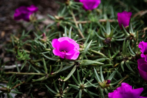 Beautiful purple flowers closeup