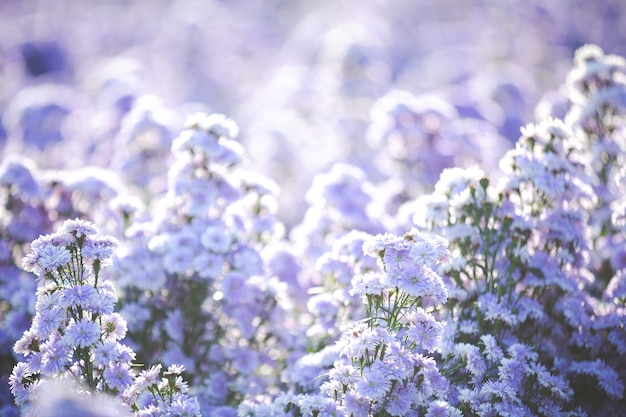 Free photo beautiful purple flowers in nature