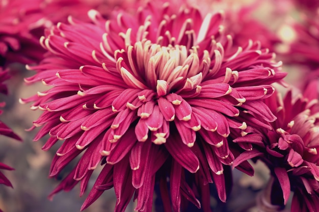 Beautiful purple flowers