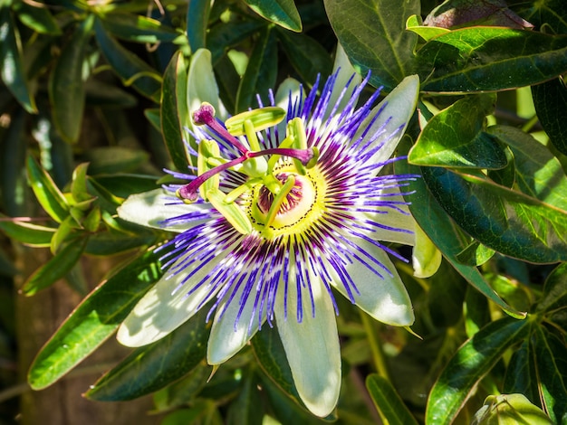 Beautiful purple-petaled passionflower with green leaves
