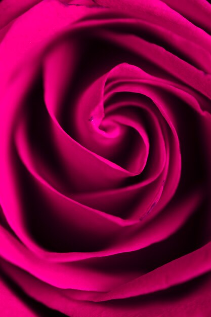 Красивая фиолетовая роза крупным планом