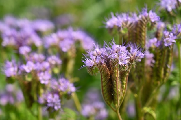 カラフルな自然の背景を持つ美しい紫色の春の花草の中の春