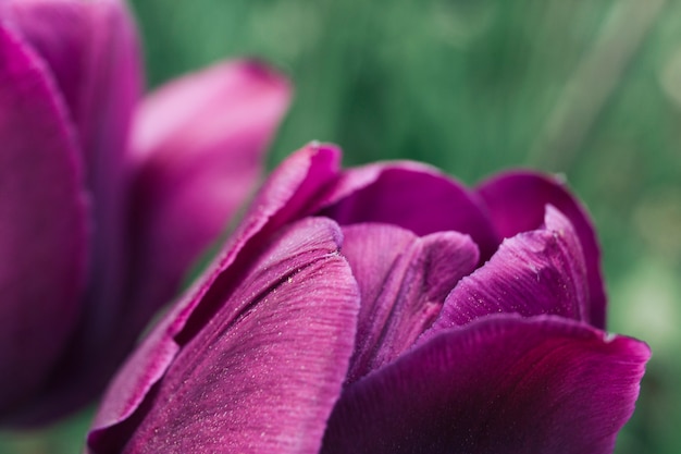 아름 다운 보라색 튤립 꽃