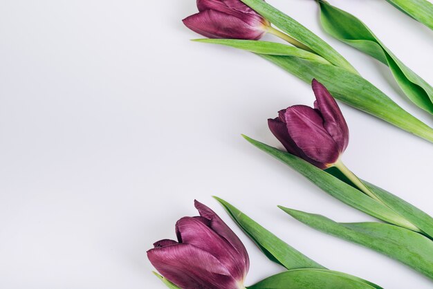 Beautiful purple tulips against white backdrop