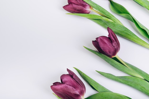 Красивые фиолетовые тюльпаны на белом фоне
