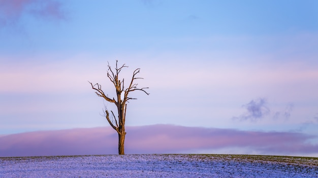 무료 사진 아름 다운 보라색 겨울 석양