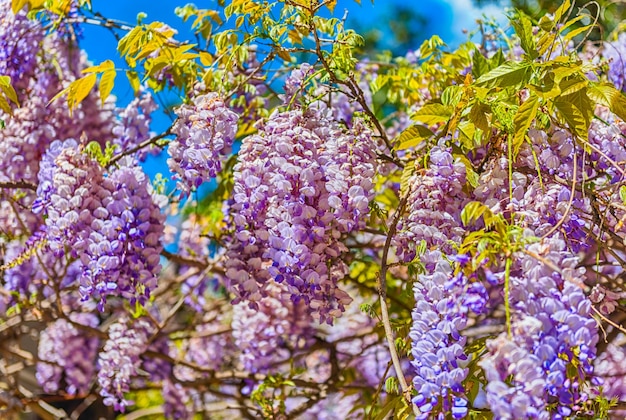봄에 아름다운 보라색 등나무 꽃, 이탈리아 로마에서 촬영