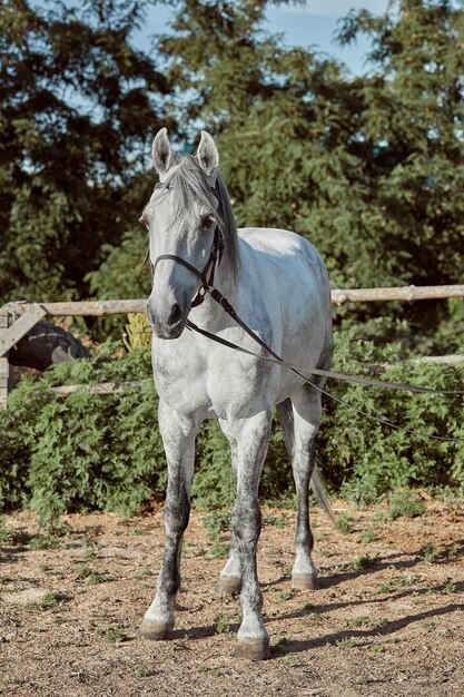 Beautiful, quiet, white horse waits in paddock. Animals on the ranch.