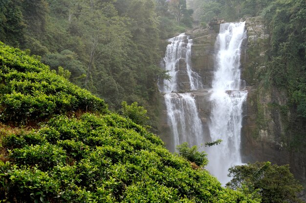 Free photo beautiful ramboda waterfall in sri lanka island