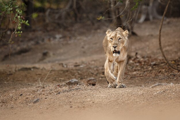 Красивый и редкий самец азиатского льва в естественной среде обитания в национальном парке Гир в Индии