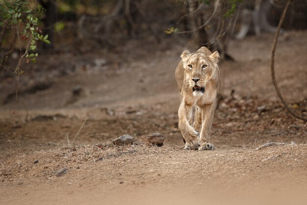 Beautiful and rare asiatic lion male in the nature habitat in Gir national park in India