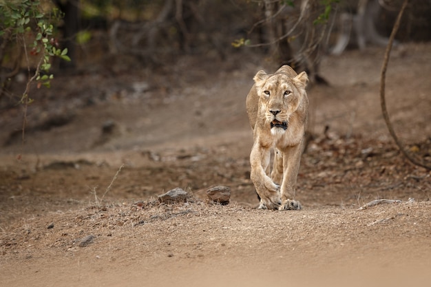 インドのGir国立公園の自然生息地にいる美しく珍しいインドライオンのオス