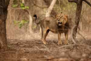 Free photo beautiful and rare asiatic lion in the nature habitat in gir national park